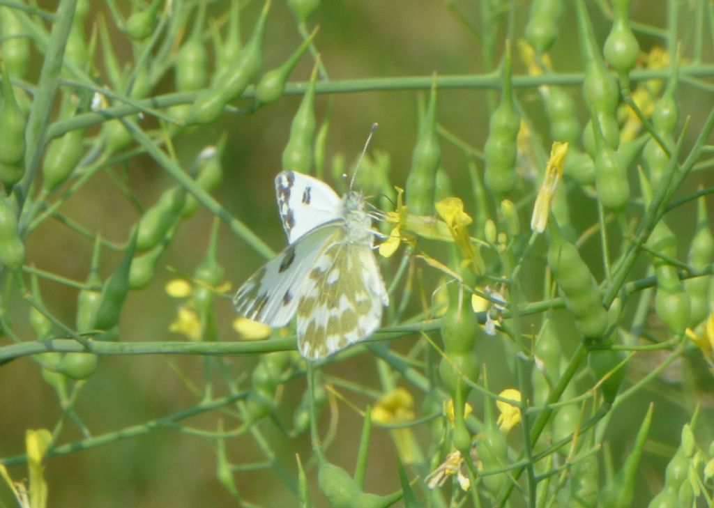 Pontia daplidice? No, P. edusa, Pieridae